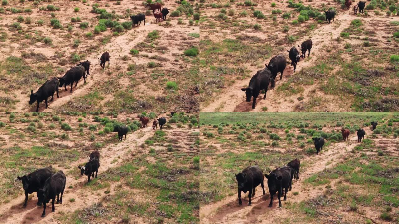 穿越干旱平原地区的散养牛群。加利福尼亚的农业