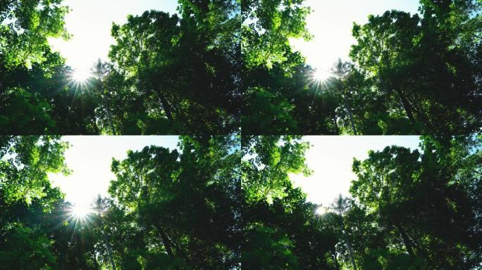 静态镜头在树下仰望，太阳在后面