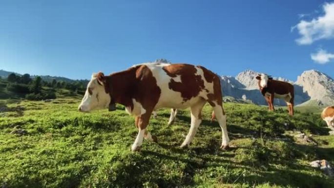 白云岩上的手机视频报道: 户外奶牛
