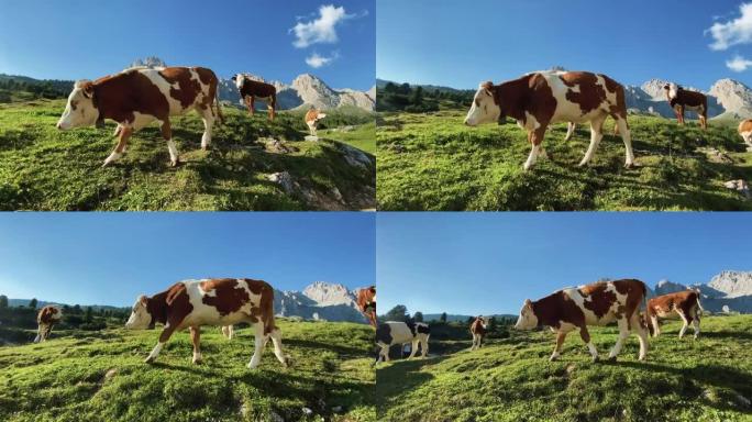 白云岩上的手机视频报道: 户外奶牛
