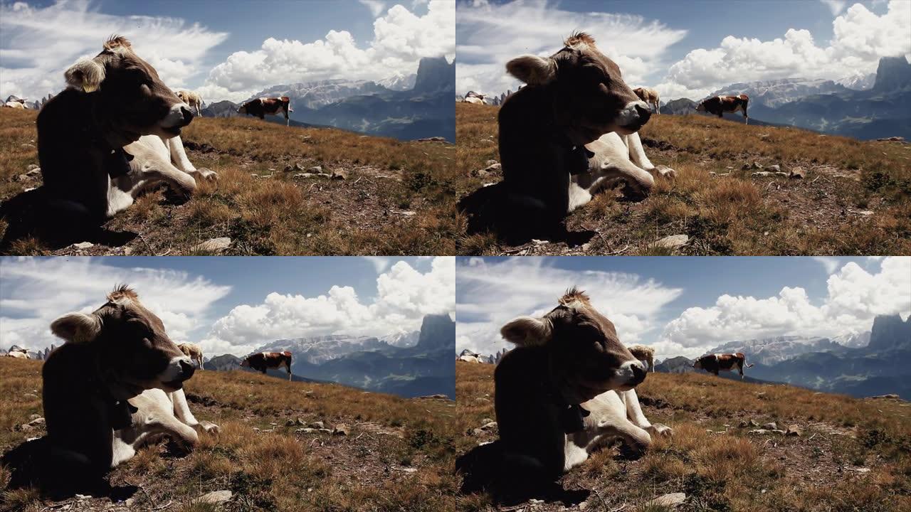 意大利白云岩和阿尔卑斯山的奶牛肖像