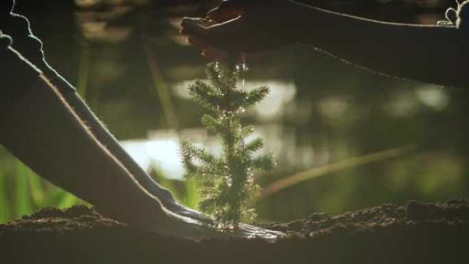 两个人给一棵年轻的松树浇水。一起拯救地球