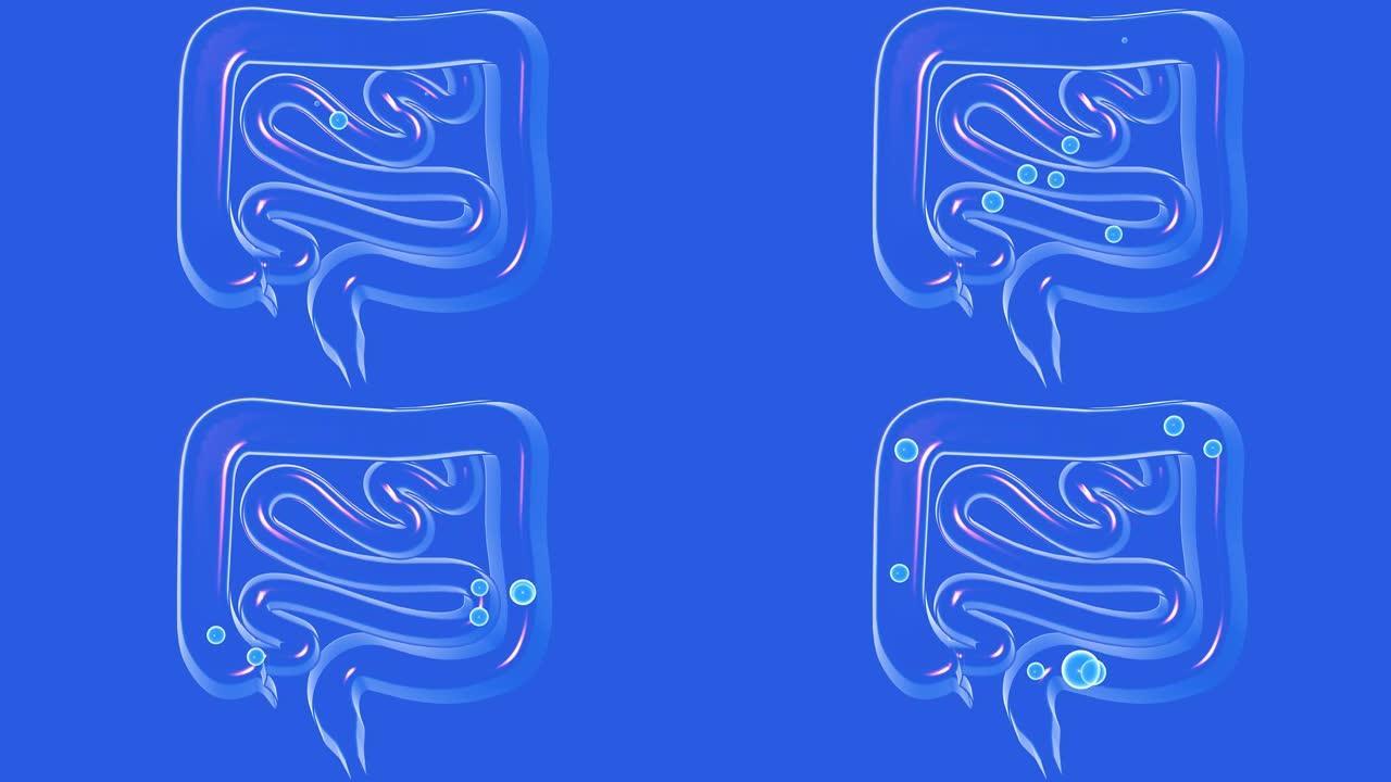 通过大肠和小肠的透明气体玻璃的3d动画。