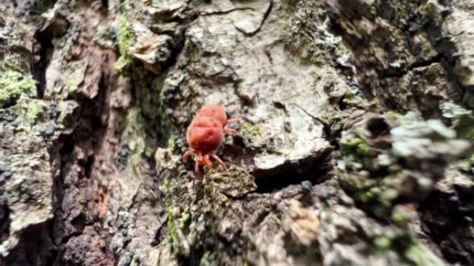 森林里树皮上的红色蜱。壁虱寻找以血液为食的宿主的宏观微观镜头。