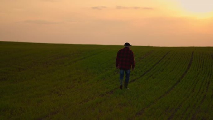 日落时，一个农民沿着绿色的麦田在乡村道路上行驶。成功之路。商业上的成功之路。成功与繁荣的概念