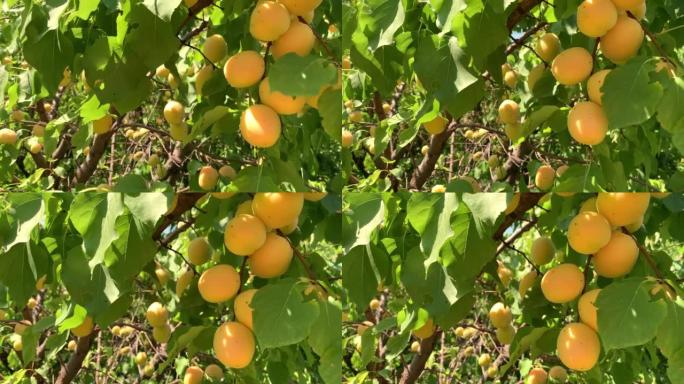 杏树上的杏子夏季水果树枝上的成熟杏子