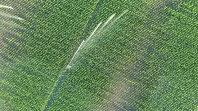 高压农用喷水器，喷雾器的俯视图，发出水柱灌溉玉米作物