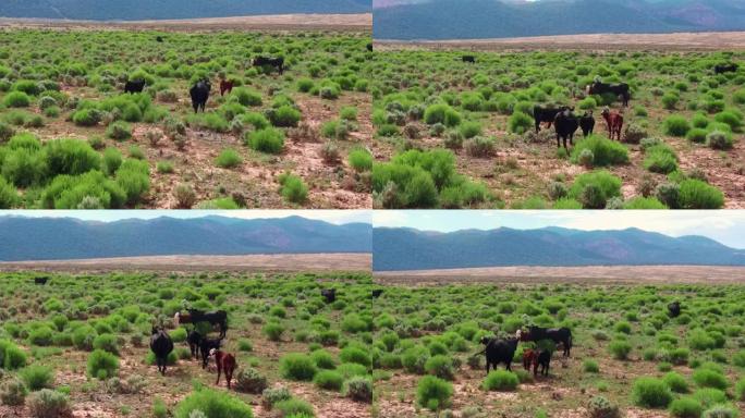 干旱平原地区在绿色植物上放牧的牛群的无人机空中飞行视图。加利福尼亚的农业