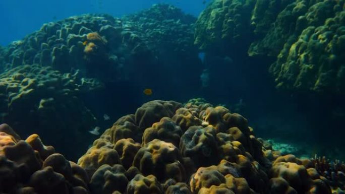 水下彩色珊瑚场景水下彩色珊瑚