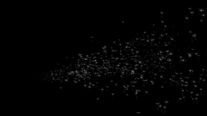 漂浮在空中动画中的可循环的蒲公英马勃。蒲公英背景。