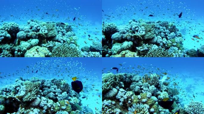 水下生命。在珊瑚礁附近潜水，有五颜六色的鱼和外来物种