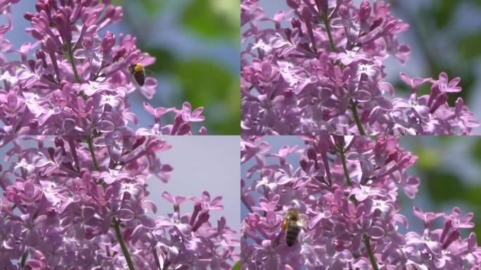 一只蜜蜂在丁香花上收集花蜜。