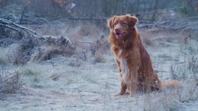 快乐，新斯科舍省鸭子收费猎犬与主人玩fethc。冬季散步