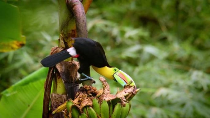 龙骨嘴巨嘴鸟-Ramphastos sulphatus也称为硫胸巨嘴鸟或彩虹嘴巨嘴鸟，巨嘴鸟家族成员