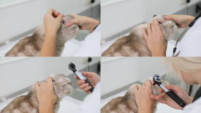 兽医用耳镜检查猫的耳道。这只猫去了兽医诊所，抱怨说耳朵疼。家猫治疗的概念。