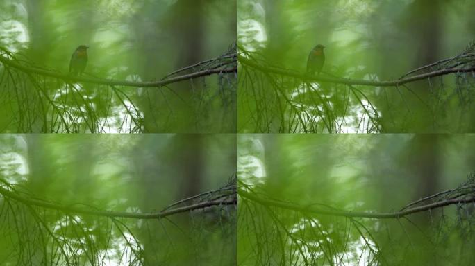 树枝上飞走的鸟的特写镜头