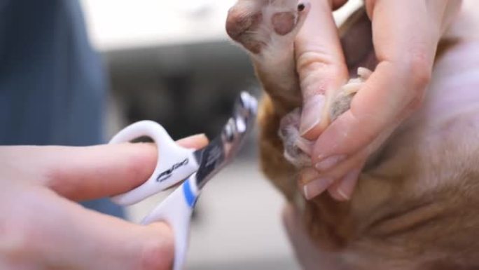 一位女兽医剪了一只狗的指甲。照顾你宠物指甲的状况。兽医用剪刀剪掉狗的再生腿。