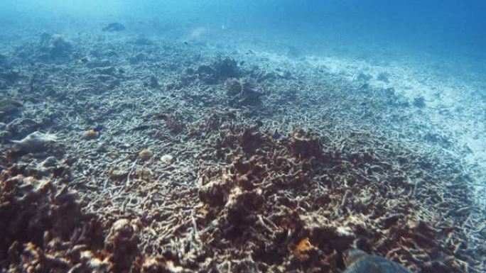 暗礁附近海洋生物的水下景观