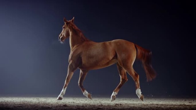 SLO MO Horse在夜间在竞技场上小跑