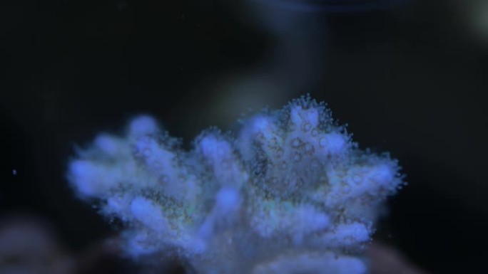 硬珊瑚特写百卉含英流光溢彩雕梁画栋