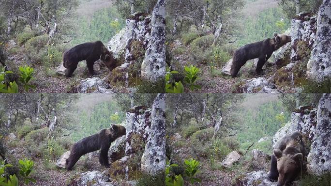 一只熊在树林里觅食的踪迹摄像机镜头