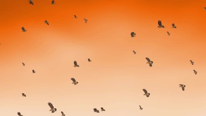 海鸥鸟随日落慢动作飞行。剪影鸟群迁徙的日落背景。