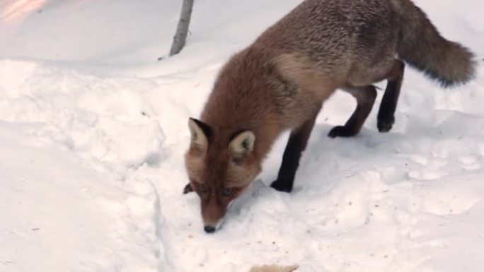 饿山野红狐在雪8