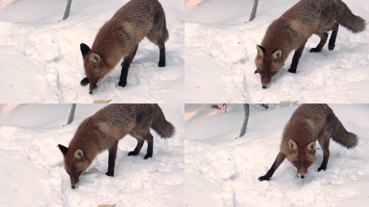 饿山野红狐在雪8