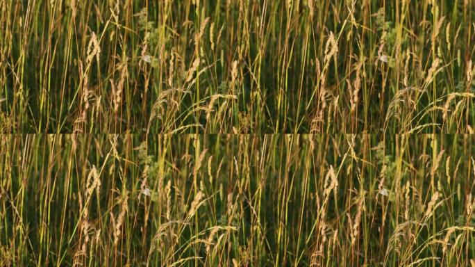 小灰蝶在夏日草地上的稻草上休息