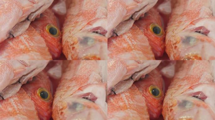 石斑鱼头的细节照片