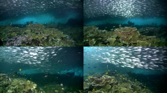 珊瑚礁上的沙丁鱼或银边 (Atherinidae) 巨大的学校