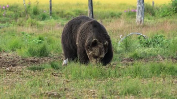 野生性质的棕熊 (Ursus arctos) 是一种在欧亚大陆北部和北美大部分地区发现的熊。在北美洲