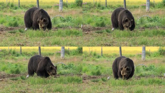 野生性质的棕熊 (Ursus arctos) 是一种在欧亚大陆北部和北美大部分地区发现的熊。在北美洲