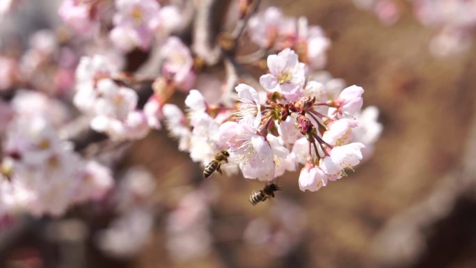春天蜜蜂采蜜