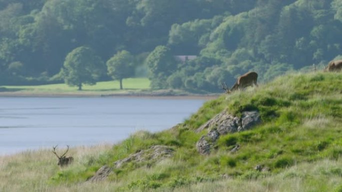 苏格兰，马鹿-在湖前的阳光下放牧