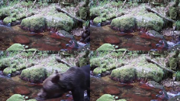 一只熊在溪流附近行走的踪迹摄像机镜头