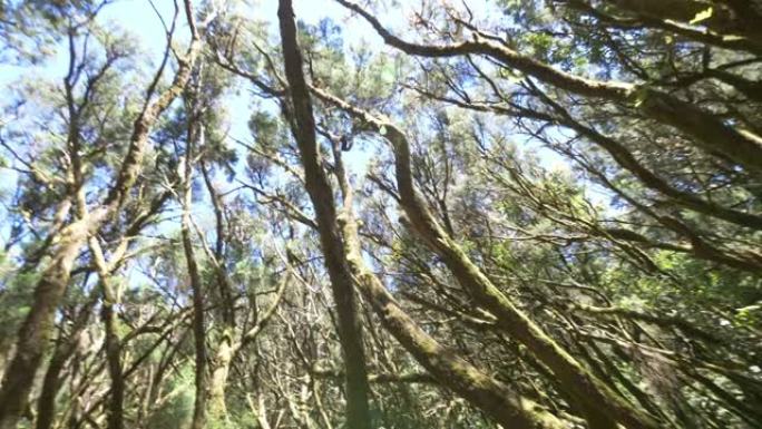 戈梅拉岛古月桂树森林4k慢动作60fps