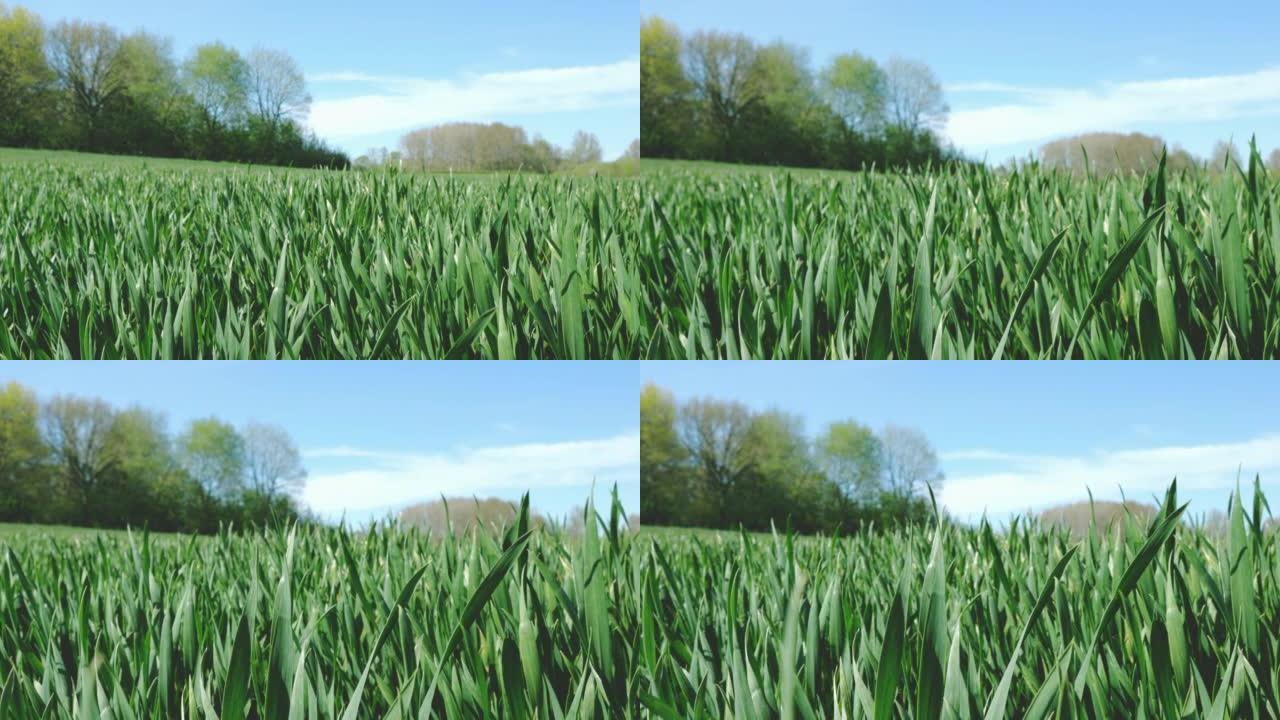 春天的小麦田。用蓝天平移到低角度的视图。