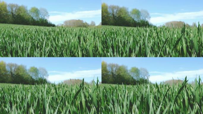 春天的小麦田。用蓝天平移到低角度的视图。
