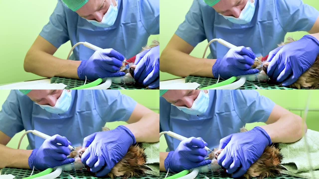 男性兽医牙医在动物医院做专业洁牙狗的程序。高质量4k镜头