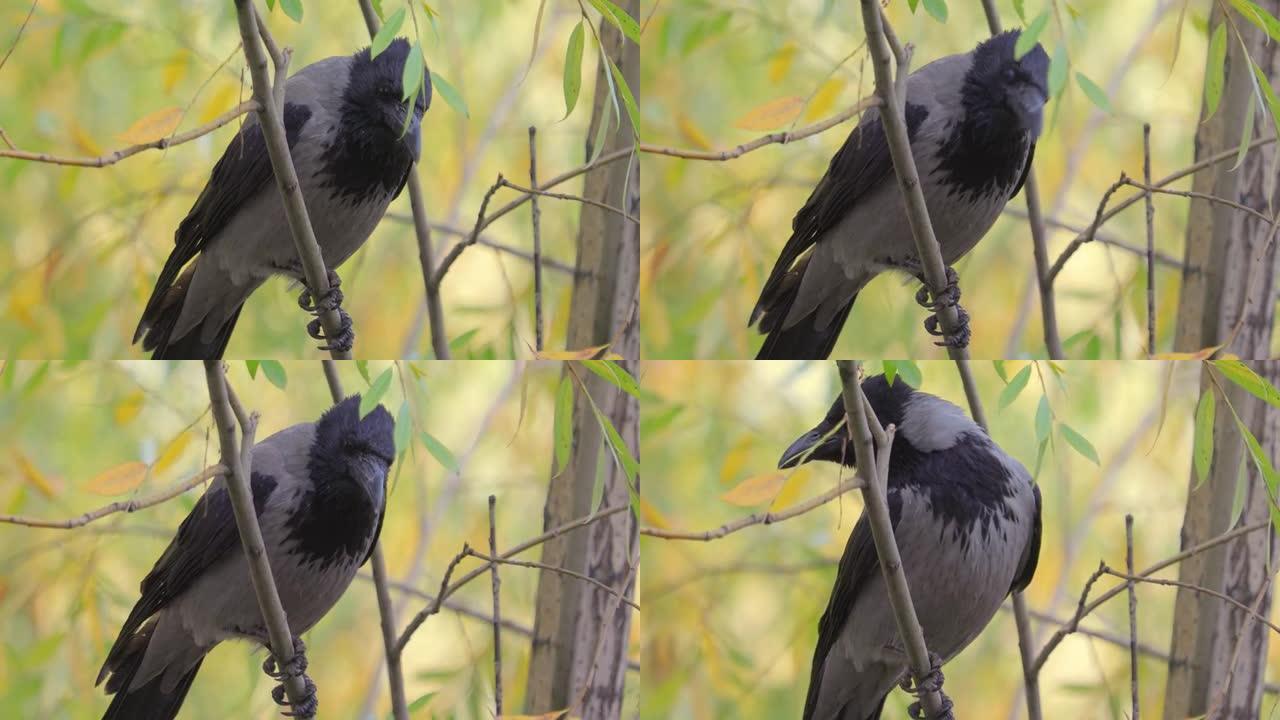 腐肉乌鸦 (Corvus corone) 树枝上的黑鸟。