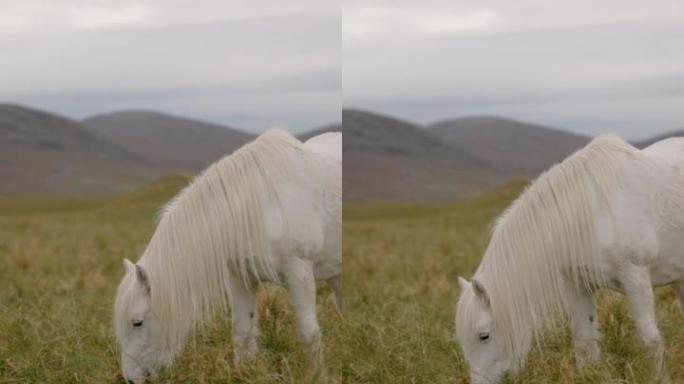 白马在阴天的草地上放牧，背后是群山