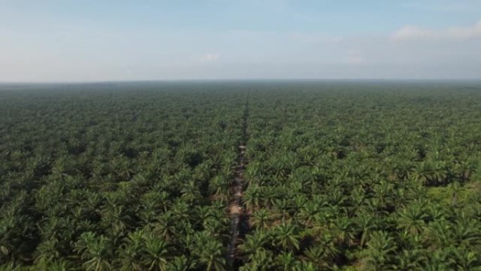 马来西亚婆罗洲岛砂拉越的棕榈油庄园