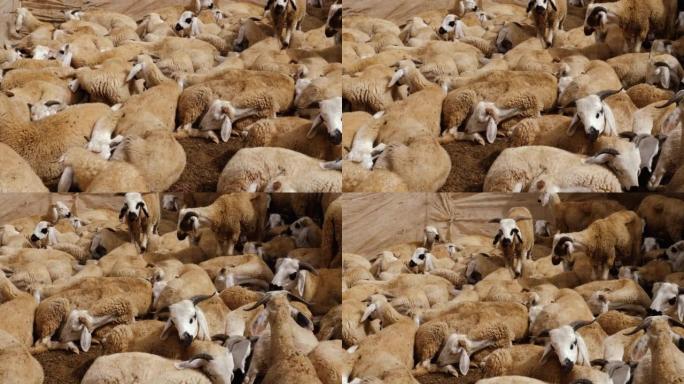 Sardi绵羊和平地等待在摩洛哥南部Guelmim的动物市场出售。为一年一度的宰牲节出售。