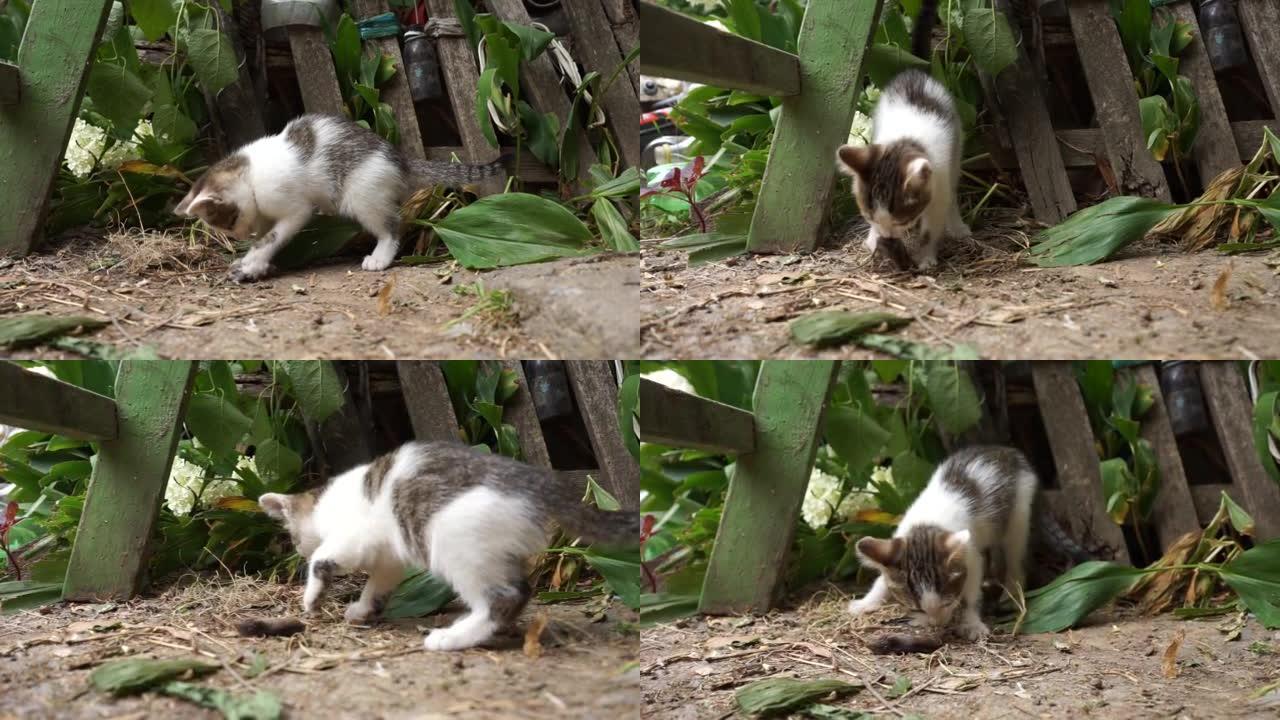 小猫咪在摄取前捕捉老鼠并玩耍