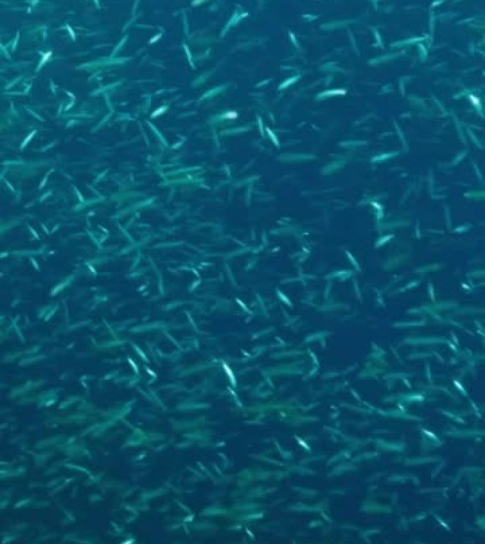 垂直视频: 大量的小鱼在太阳光下的蓝色水中游泳。银条纹圆形鲱鱼或细长的浅滩 (Spratelloid