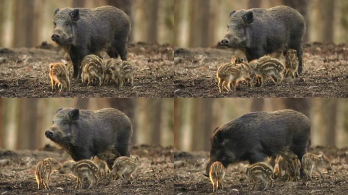 特写年轻的野猪Sus scrofa家族，平静的小猪妈妈哺乳条纹幼仔。野生动物宁静的长毛动物场景。鼻子