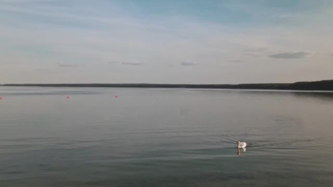夏天，天鹅在湖中游泳的全景。天鹅漂浮在水面上的总体规划。鸟瞰图。