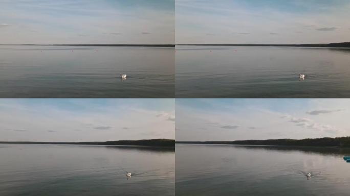 夏天，天鹅在湖中游泳的全景。天鹅漂浮在水面上的总体规划。鸟瞰图。