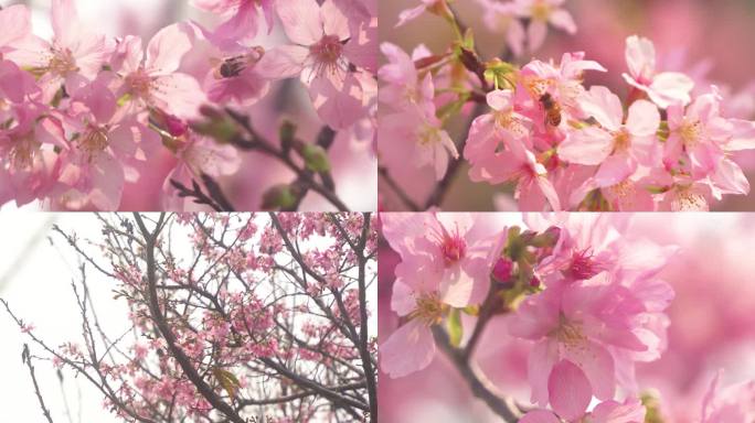 樱花花朵花园花海花园